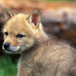 Днепропетровский зоопарк пополнился тремя хищниками