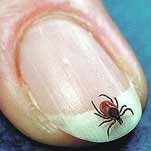 Область атакуют клещи