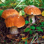 В Днепропетровской области съедобных грибов нет