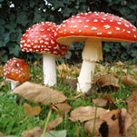 Берегите здоровье – не ешьте дикорастущие грибы