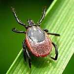 Клещей бояться – в лес не ходить