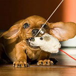 Куда на время отпуска можно пристроить своего питомца