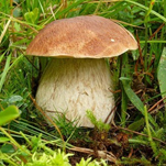 Дикорастущие грибы: деликатес или мина замедленного действия?