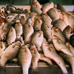 Покупать рыбу сейчас нельзя нигде