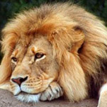 У Днепропетровского цирка начинается юбилейный 125-й сезон