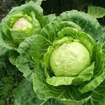 Почем сегодня продукты на Центральном рынке Днепропетровска