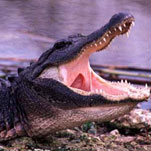 В Днепропетровске запоют крокодилы