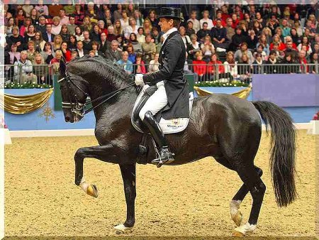 28-31 марта Чемпионат по конному спорту в Конно-спортивной школе Олимпийского резерва