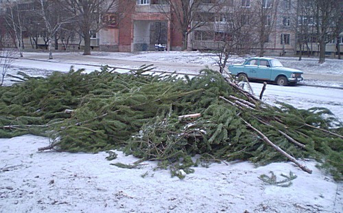 После Нового года в Днепропетровске образовалось 15 свалок непроданных елок