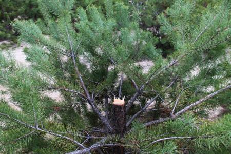 Днепропетровская милиция готовится к Новому году Днепропетровская милиция готовится к Новому году