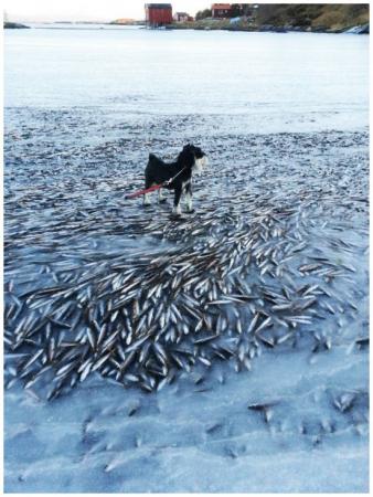 В Норвегии началось Послезавтра - в океане заморозились миллионы рыб