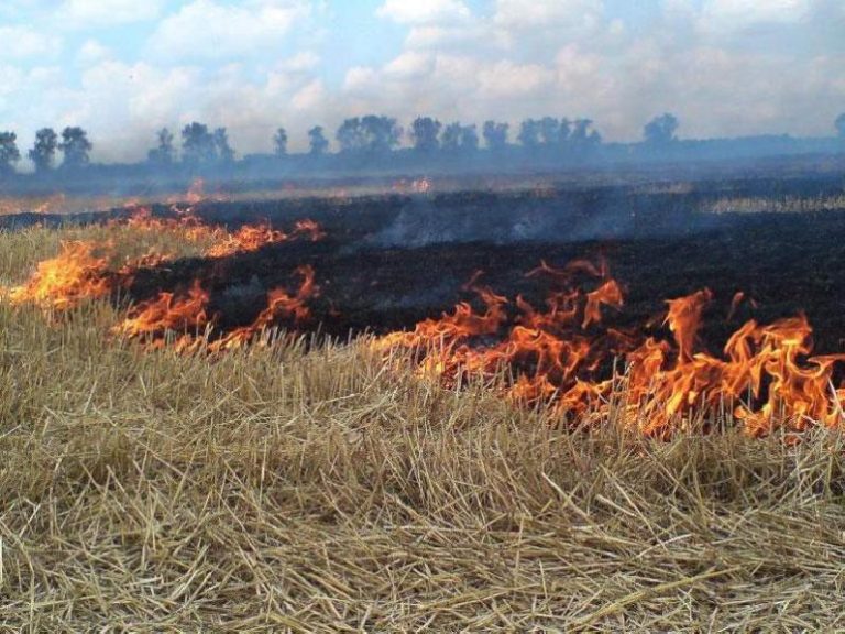На Днепропетровщине будут штрафовать за сжигание прошлогодней травы