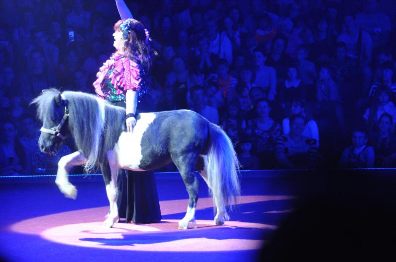 ОГА, петиции и цирк ОГА, петиции и цирк