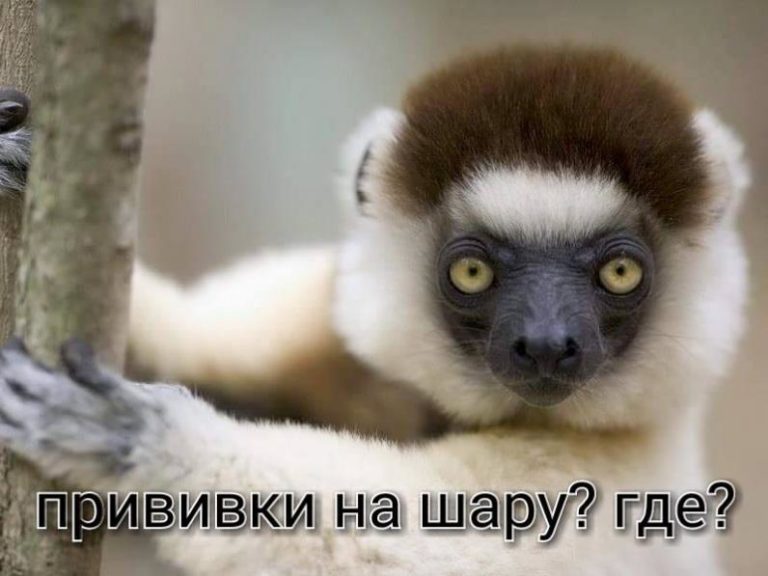 Зоозащитники начали акцию по вакцинации от бешенства