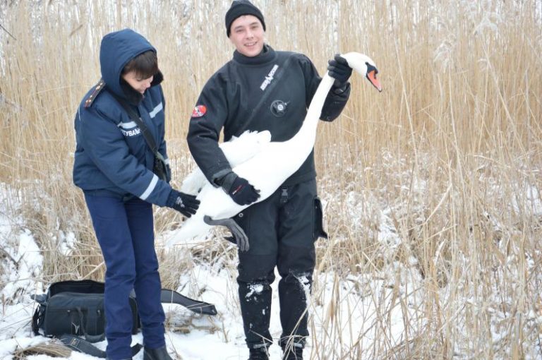 В Днепре спасли лебедя, который получил огнестрельное ранение и не смог улететь в теплые края