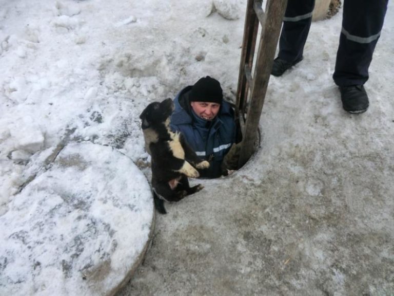 На Днепропетровщине  спасатели вытащили щенка из канализации
