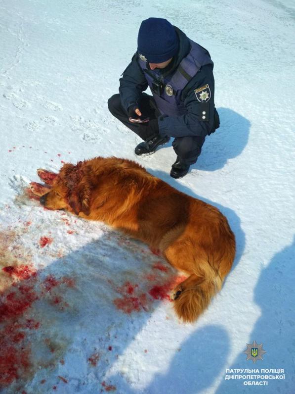 Патрульные спасли пса с огнестрельным ранением