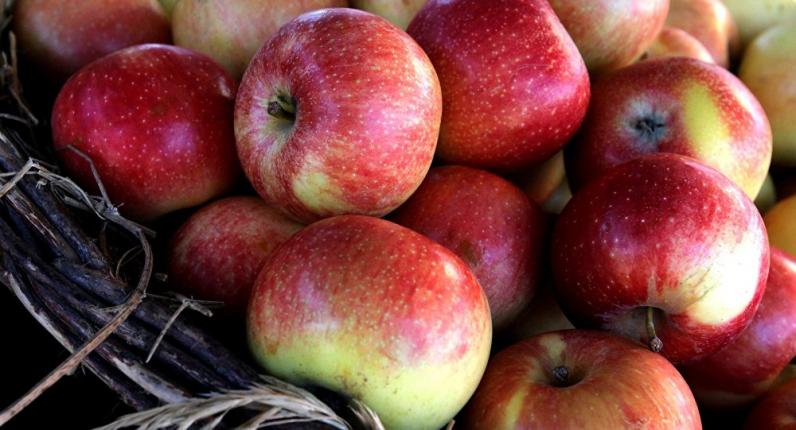 Фермеры Днепропетровщины отказываются собирать урожай яблок