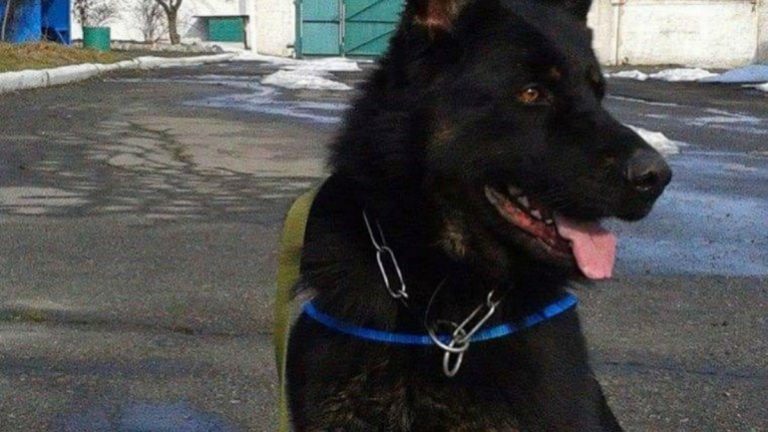 На Днепропетровщине служебный пес помог найти  девочку