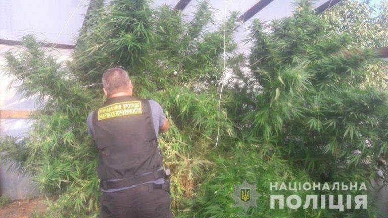 На Днепропетровщине полиция нашла конопли на 1,2 млн грн