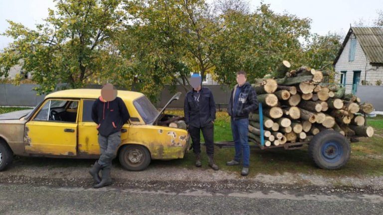 На Днепропетровщине незаконно рубили лес (Фото)