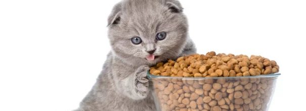 Как и чем кормить котенка?