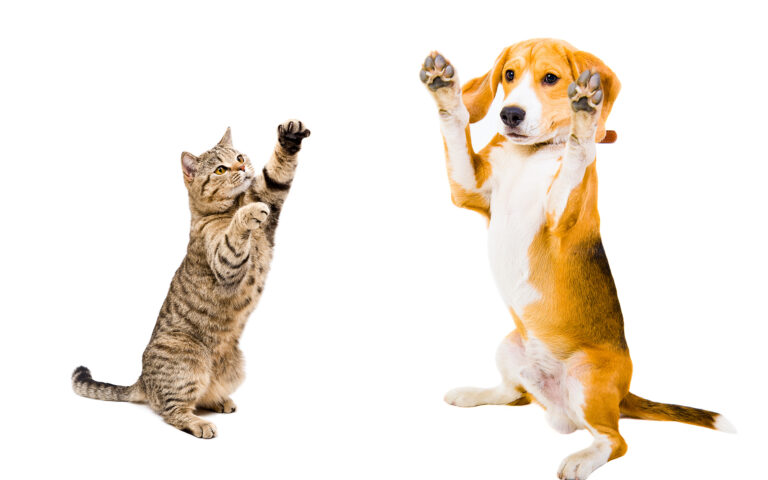 В Украине хотят посчитать и зарегистрировать котов и собак