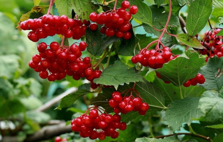 Сезон калины: польза, рецепты
