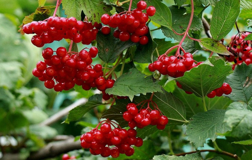 Красна ягода: полезные свойства и правила употребления калины