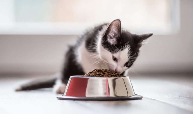 Ежедневный рацион для котов от Royal Canin