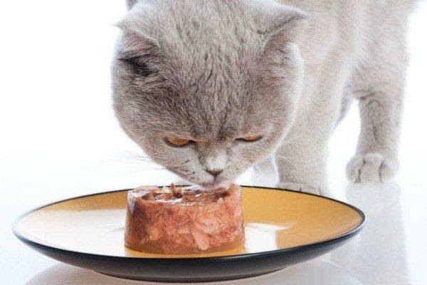 Виды кошачьих кормов