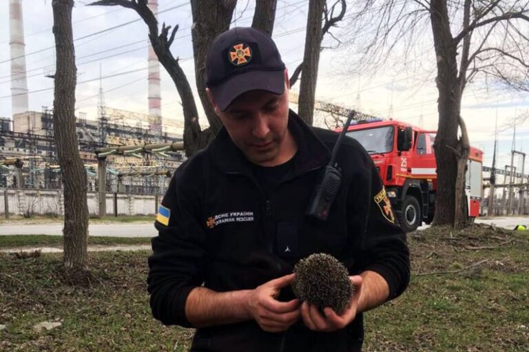 Спасли ежа из огня: в Днепре ГСЧС-ники потушили пожар на пустыре