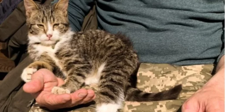 У Кривому Розі тероборонівці знайшли родину для вуличного кота