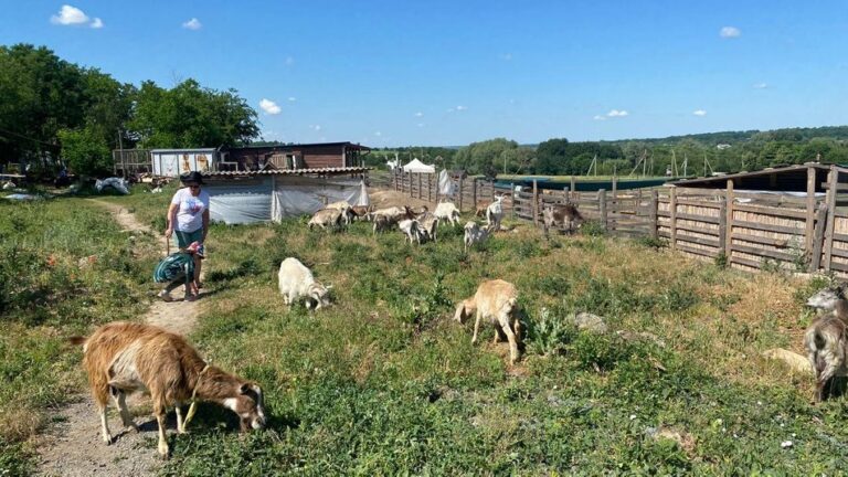 Відволікаються від війни: дніпряни волонтерять на фермі