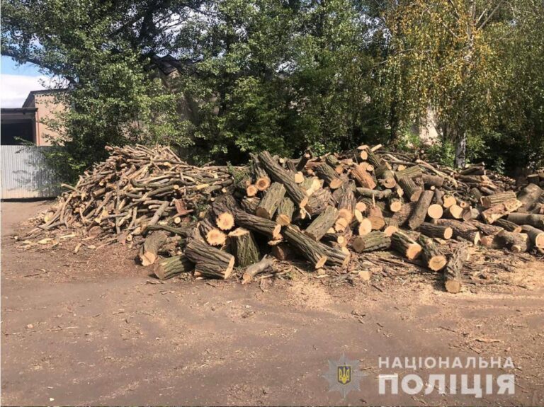 Знищили 90 дубів: на Дніпропетровщині вирубали ліс на 500 млн грн