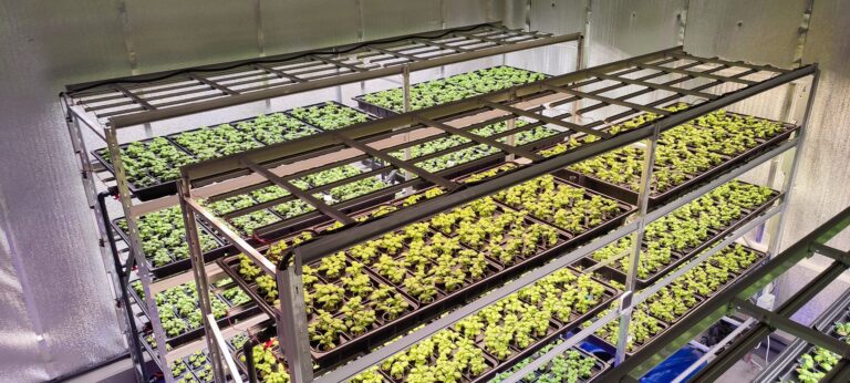 У Дніпрі вирощують зелень у бомбосховищі