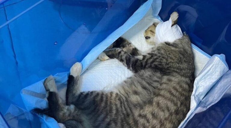 У Дніпрі лікують військового кота (Фото)