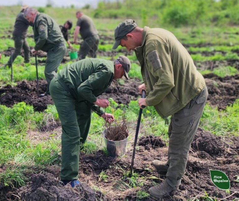 Дніпропетровщини висадили понад 200 тисяч дерев на честь воїнів ЗСУ