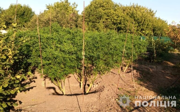 У мешканця Кам’янського правоохоронці вилучили марихуану на 25 млн грн
