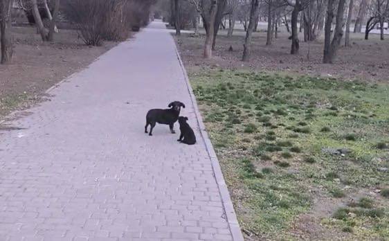 На Дніпропетровщині чоловік викинув собак з автівки