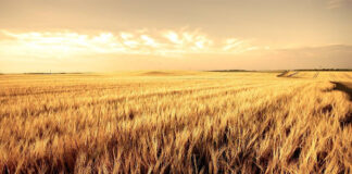 Аномальна погода знищує посіви на Дніпропетровщині