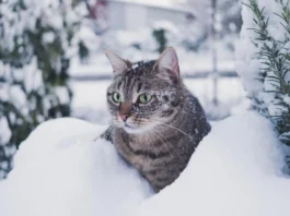 Якою може бути ця зима