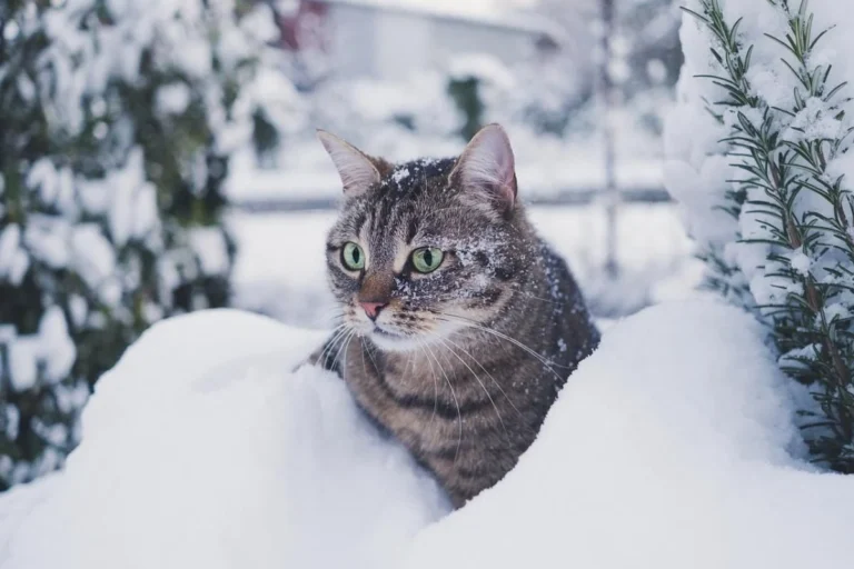 Якою може бути ця зима