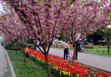 У Дніпрі з’явився новий цифровий сервіс для містян та туристів – мапа квітучих локацій