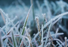 Де і коли чекати заморозків до кінця тижня